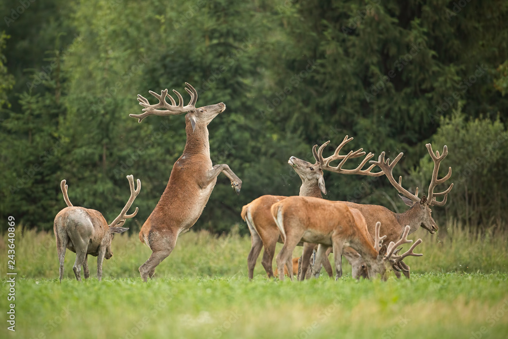 Two fighting red deer stags standing on back feet with antlers in velvet. Herd of deer, cervus elaphus in summer. Natural behaviour of wild animals. Wildlife.