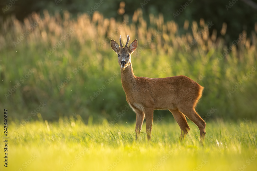 Roe deer buck in natural peaceful environment lit by evening light. Colorful wildlife scenery from wilderness. Vivid mornig colors in nature. Roe deer buck in natural peaceful environment lit by evening light. Colorful wildlife scenery from wilderness. Vivid mornig colors in nature.