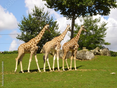 Fototapeta Naklejka Na Ścianę i Meble -  Famille girafe
