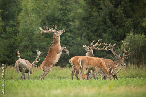 Obraz na płótnie Two fighting red deer stags standing on back feet with antlers in velvet. Herd of deer, cervus elaphus in summer. Natural behaviour of wild animals. Wildlife. w salonie