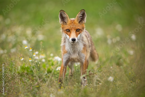 Young curious red fox, vulpes vulpes, on a summer meadow with flowers. Predator in wilderness. Horizontal orientation of wildlife scenery. © WildMedia