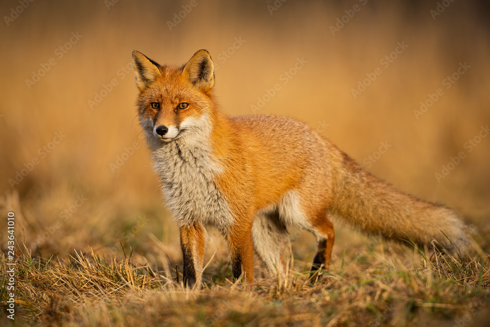 Adult fox with clear blurred background at sunset. Predator looking for a prey. Vulpes vulpes in natural environmet.