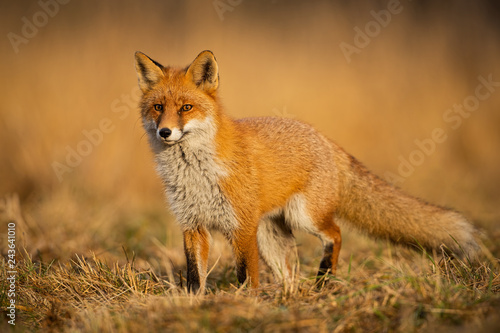 Adult fox with clear blurred background at sunset. Predator looking for a prey. Vulpes vulpes in natural environmet. © WildMedia