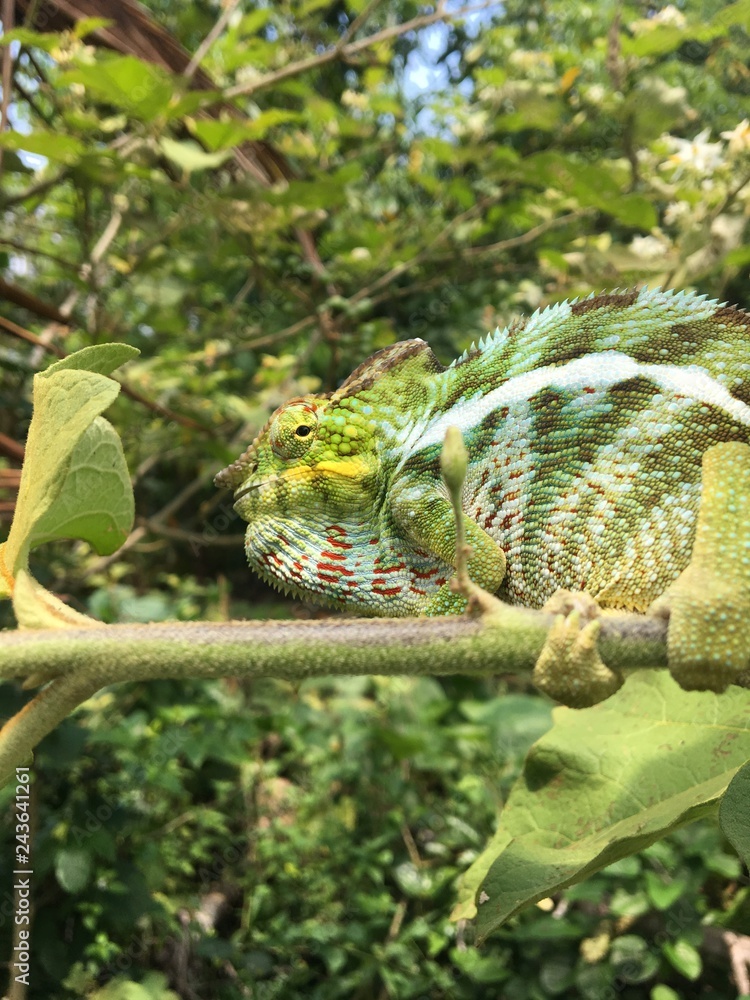 Caméléon vert magnifique de Madagascar Caméléon vert magnifique de Madagascar