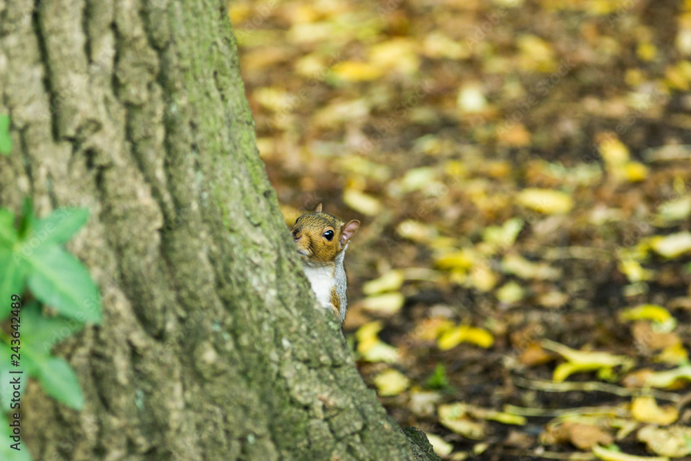squirel on a tree