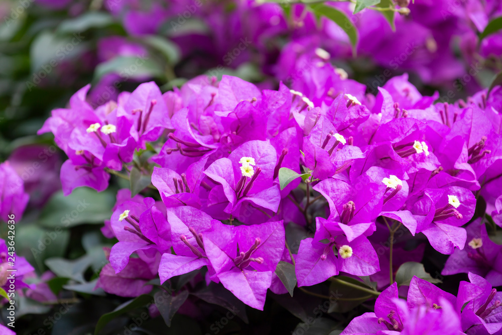 .Bougainvillea flower with blurred background. .Bougainvillea flower with blurred background.