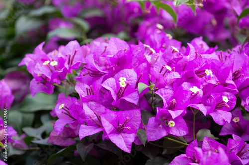 .Bougainvillea flower with blurred background.