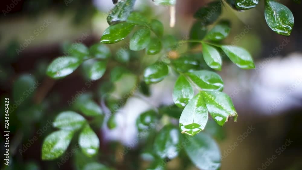 green leaves of a tree green leaves of a tree