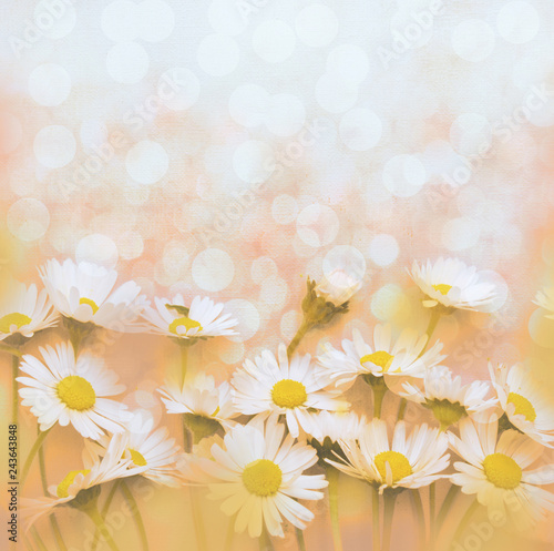 White daisies spring background