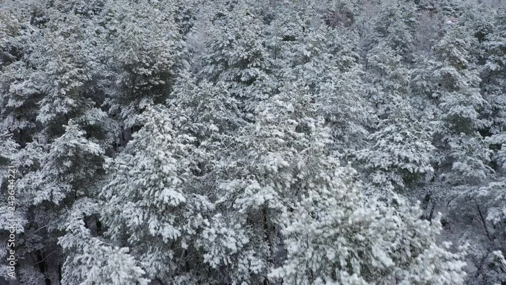 Snow covered forest, view from above. Aerial drone 4k footage. Snow covered forest, view from above. Aerial drone 4k footage.