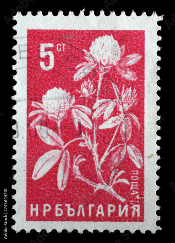 Stamp printed in Bulgaria shows Cotton, Agricultural Products series, circa 1965.