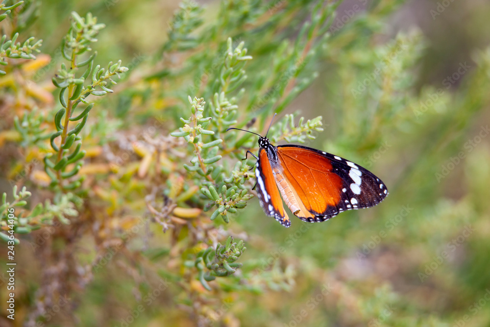 Monarch Butterfly with reed of grass and green environment background in Saudi Arabia. Monarch Butterfly with reed of grass and green environment background in Saudi Arabia.