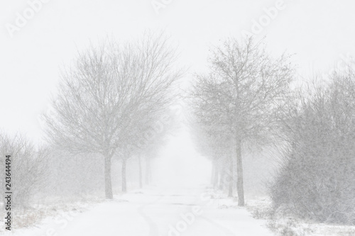 Road with trees and strong snowfall