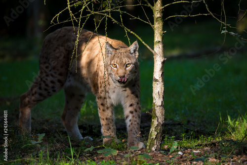 Luchs  Lynx lynx 