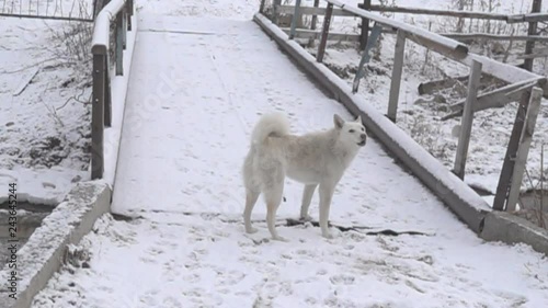 The white dog is guarding the bridge, winter. Dog barks. Super slow motion 1000 fps
 photo