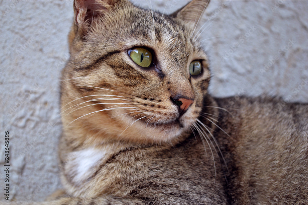 Stray tabby cat Stray tabby cat