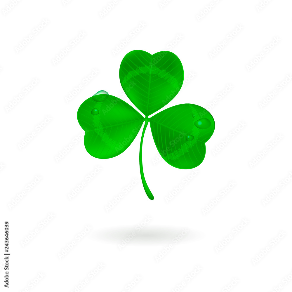 green three leaf clover with dew drops on white green three leaf clover with dew drops on white