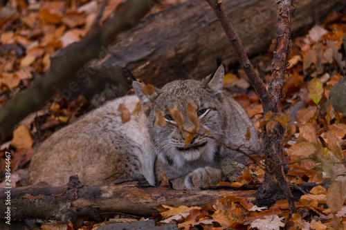 Luchs  Lynx lynx 