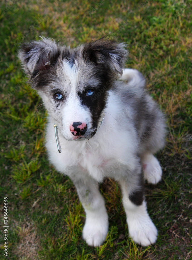 Smart Blue Merle Koolie puppy