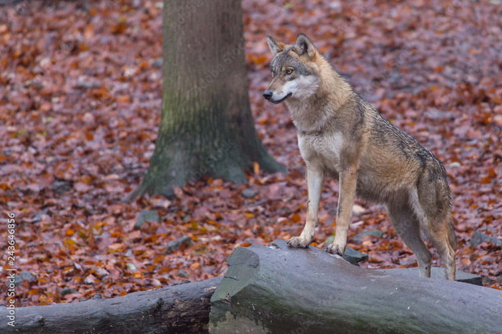 Obraz premium Grauwolf (Canis lupus)