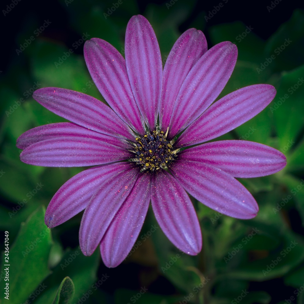 Purple Flower Purple Flower