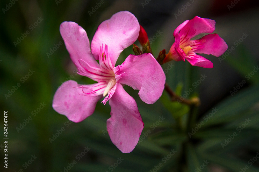 Pink oleander flowers, nerium oleander flowers Pink oleander flowers, nerium oleander flowers