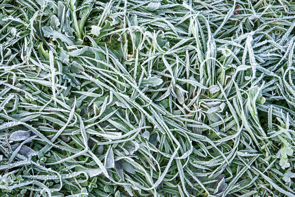 Morning hoar frost on the grass. Winter nature background. Top view close up Morning hoar frost on the grass. Winter nature background. Top view close up