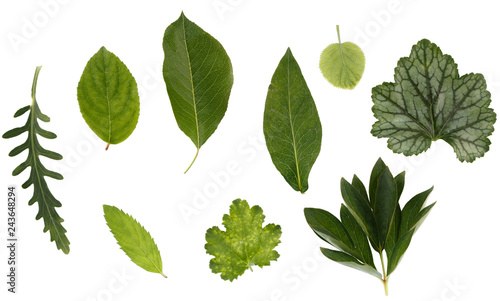 Flat layer of leaves of various plants is isolated on a white background.