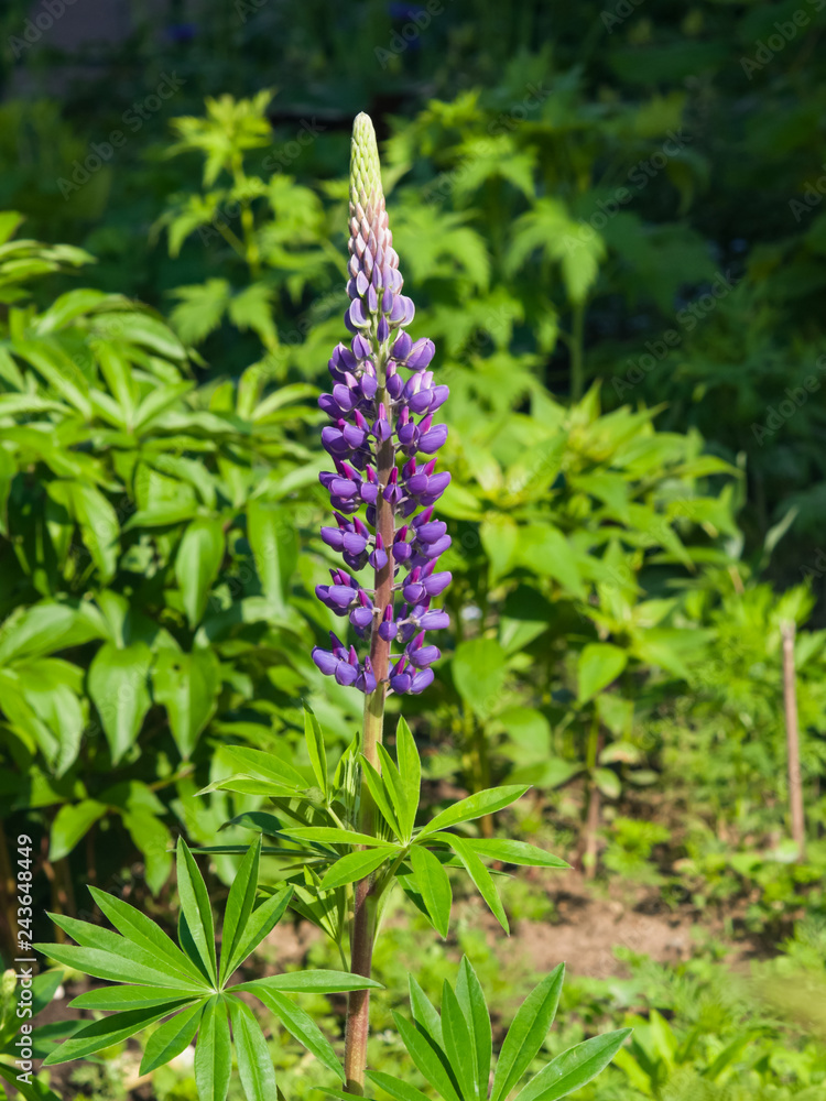 Wild Lupin flowers and buds on stem just before full blossom, close-up, selective focus, shallow DOF Wild Lupin flowers and buds on stem just before full blossom, close-up, selective focus, shallow DOF