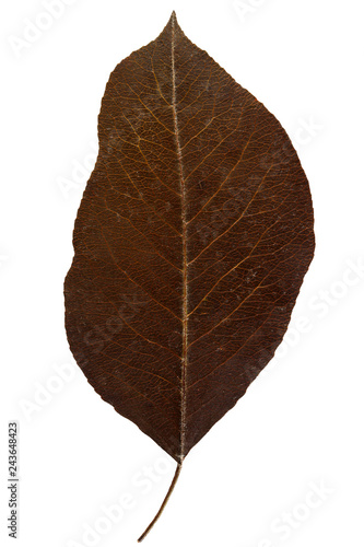 Dry leaf from herbarium isolated on white background.