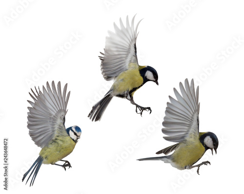 photo of three tits in flight © Alexander Potapov