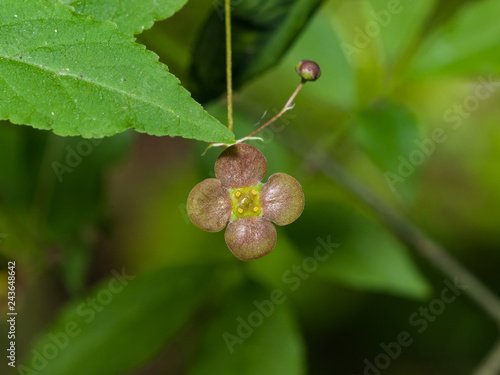 Small flower and bud on Spindle Tree, Euonymus Verrucosus, macro, selective focus, shallow DOF