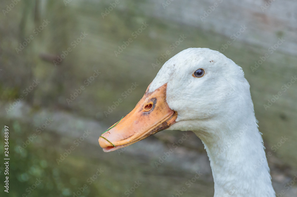 Close up on white duck head. Photos | Adobe Stock