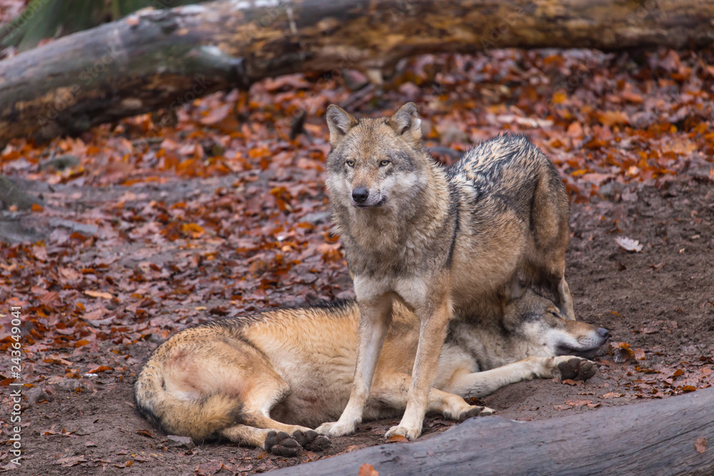 Obraz premium Grauwolf (Canis lupus)