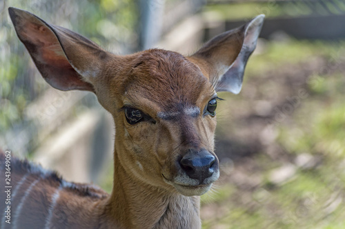 Fototapeta Naklejka Na Ścianę i Meble -  Close-up of deer's head