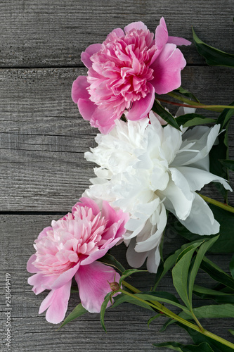 A bouquet of pink and white blooming peony flower on the background of the old boards with texture.