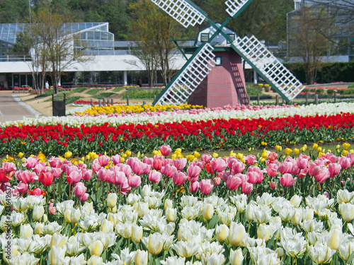 チューリップと風車