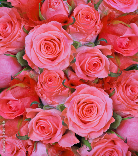 light red roses flowers background © Alexander Potapov