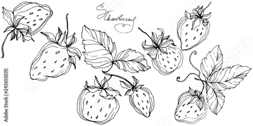 Vector Strawberry fruits. Black and white engraved ink art. Isolated strawberry illustration element.