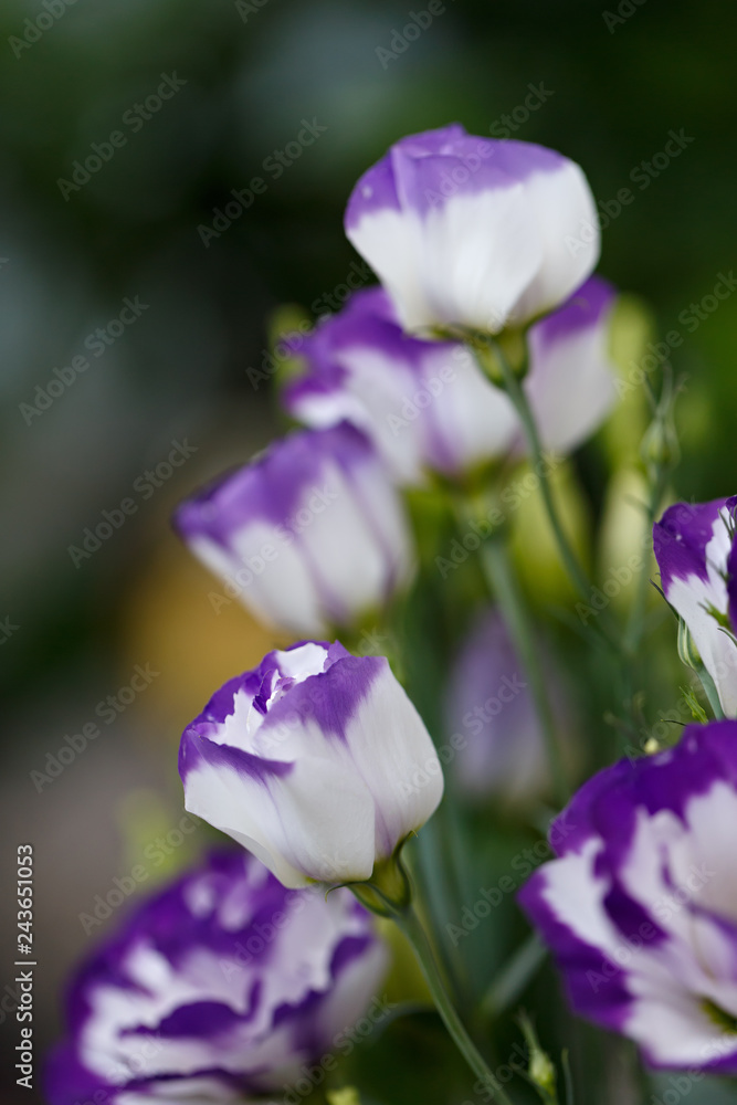 Eustoma flower in the summer garden.