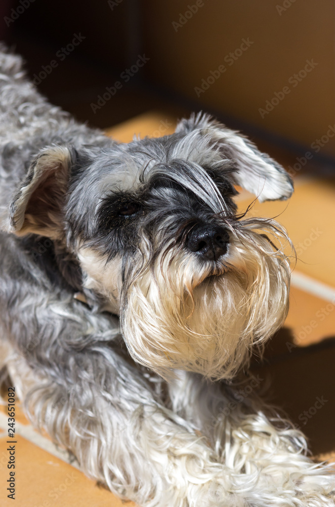 Schnauzer dog stretching in the morning