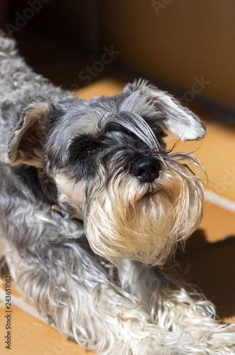 Schnauzer dog stretching in the morning