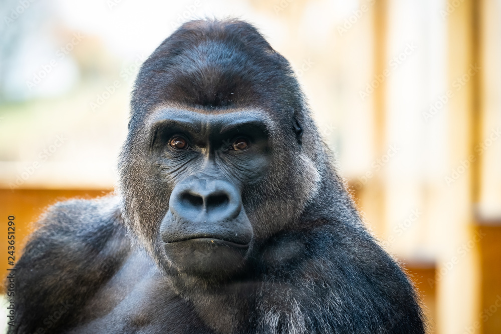 Obraz premium Gorille des plaines