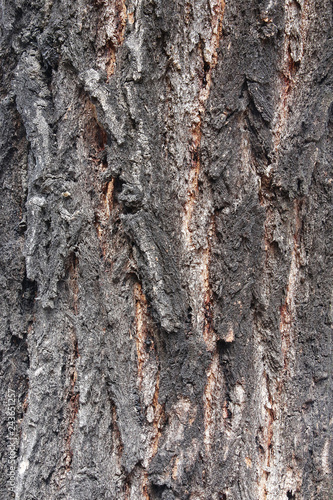 Bark on a tree closeup