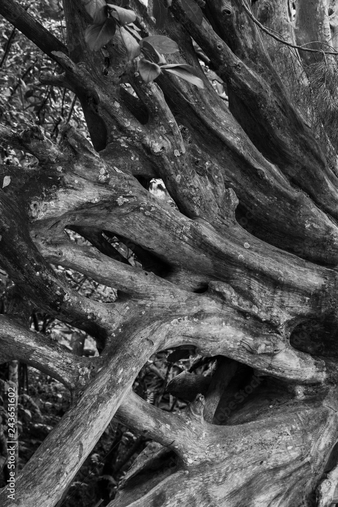 Fototapeta premium Big tree roots branches in Black an white picture