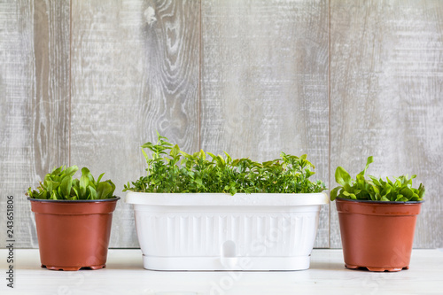 Spring gardening light concept, fresh herb in pots
