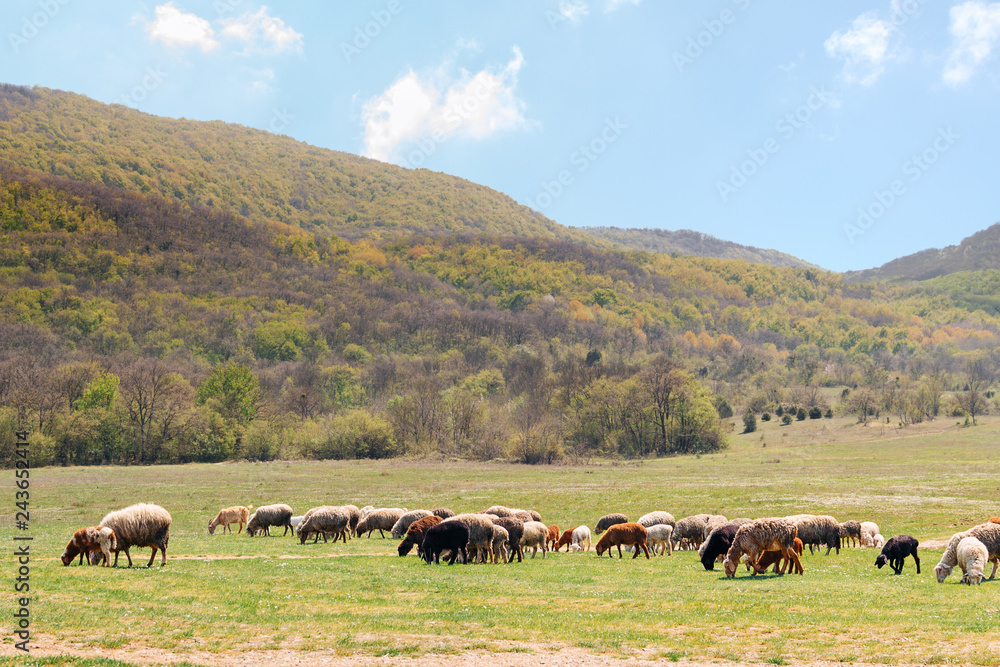 herd of sheep grazing on spring meadow at foot of mountains