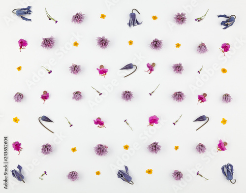 Top view of a flower composition on a white background. A pattern of flowering buds of garden plants and fern leaf.