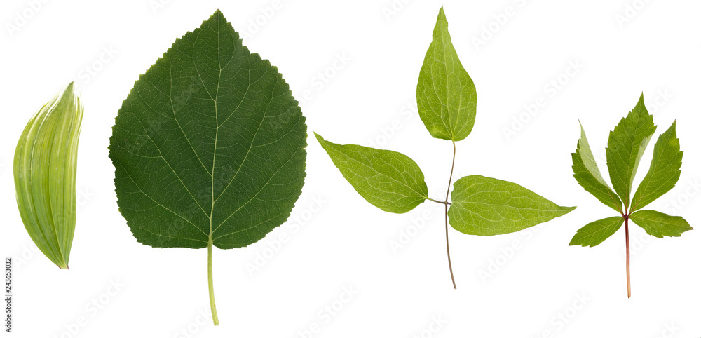Flat layer of leaves of various plants is isolated on a white background. Flat layer of leaves of various plants is isolated on a white background.