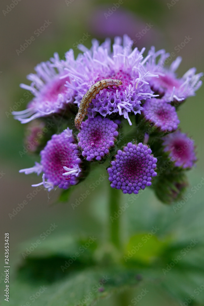 Caterpillar pest on Ageratum flower in the summer garden. Caterpillar pest on Ageratum flower in the summer garden.